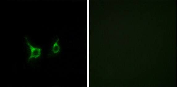 FFAR2 Antibody