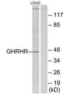 GHRHR antibody