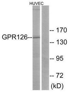 GPR126 antibody