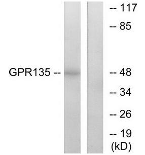 GPR135 antibody