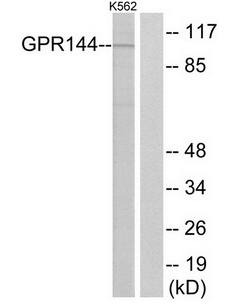 GPR144 antibody