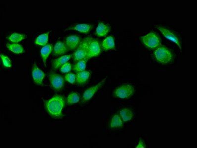 G2E3 Antibody