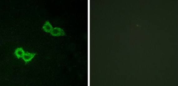 GPR150 antibody