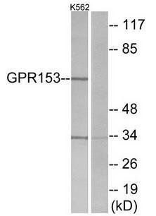 GPR153 antibody