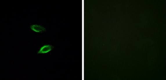 GPR157 antibody