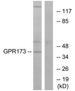 GPR173 antibody