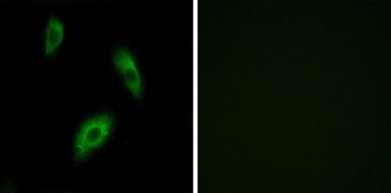 GPR174 antibody