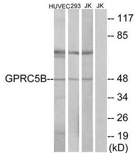 GPRC5B antibody