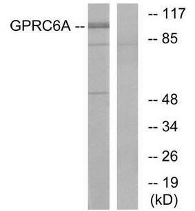 GPRC6A antibody