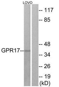 GPR17 antibody