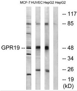 GPR19 antibody