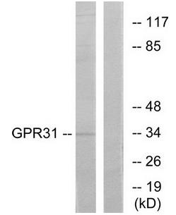 GPR31 antibody