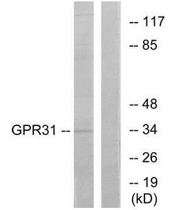GPR31 Antibody