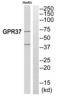 GPR37 antibody