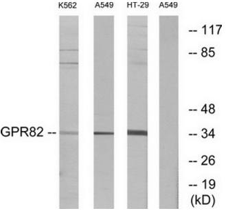 GPR82 antibody