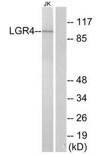 LGR4 antibody