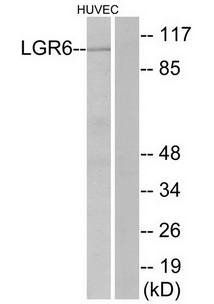 LGR6 antibody