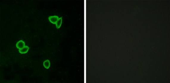 LPHN1 Antibody