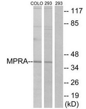 MPRA antibody