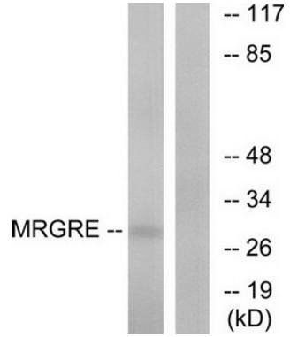 MRGRE antibody