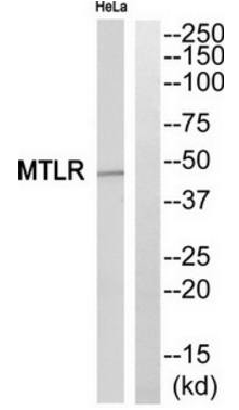 MTLR antibody