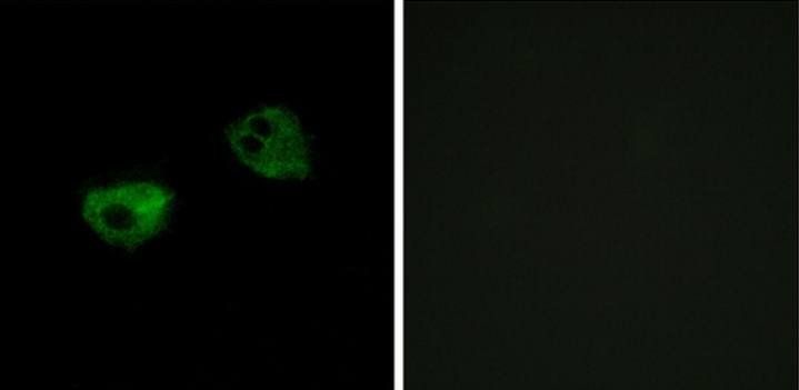 MTNR1A antibody