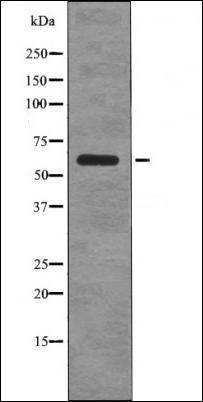 G3BP-1 (Phospho-Ser149) antibody