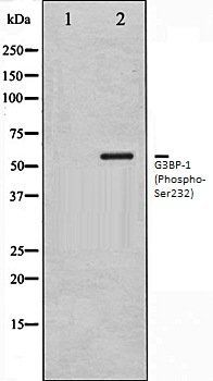 G3BP-1 (Phospho-Ser232) antibody