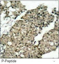 G3BP (Phospho-Ser232) Antibody