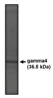 g4 Calcium Channel antibody