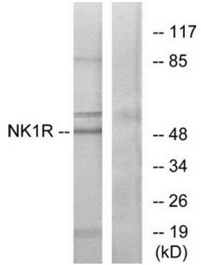 NK1R antibody