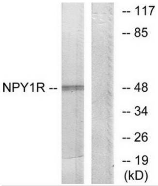 NPY1R antibody