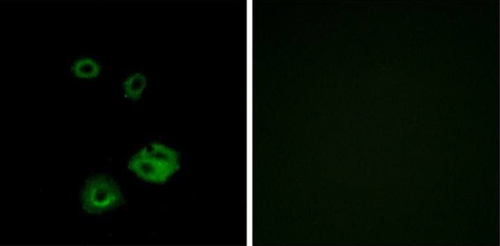 NPY2R Antibody
