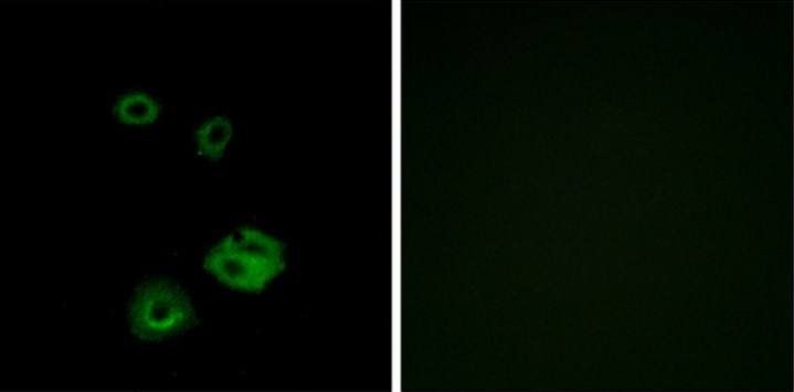 NPY2R antibody