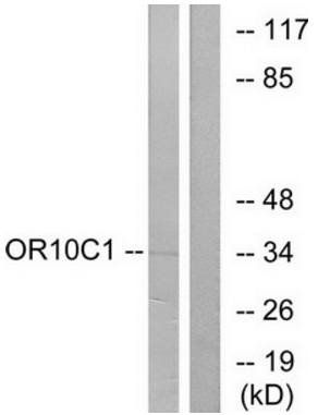 OR10C1 antibody