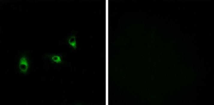 OR10G2 Antibody