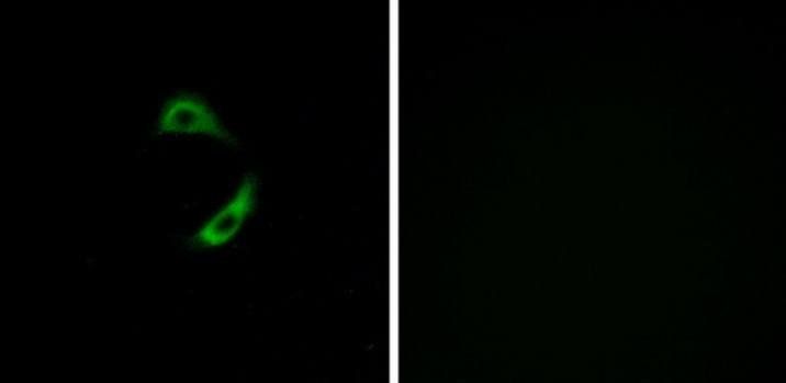 OR10G9 Antibody