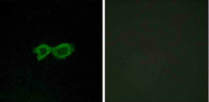 OR13C4 Antibody