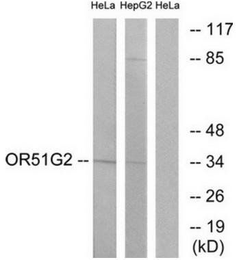 OR51G2 antibody