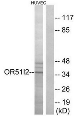 OR51I2 antibody
