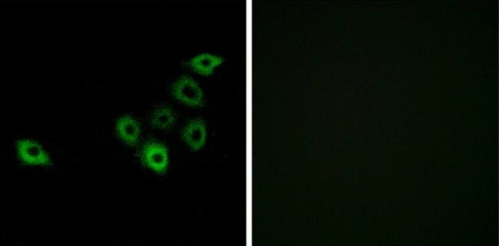 OR51S1 antibody