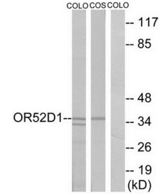 OR52D1 antibody