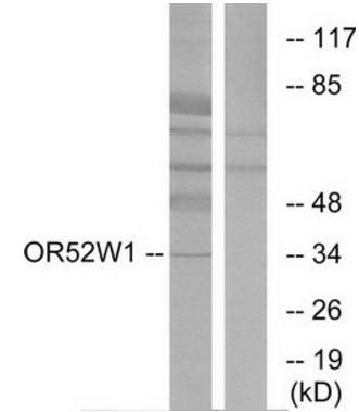 OR52W1 antibody