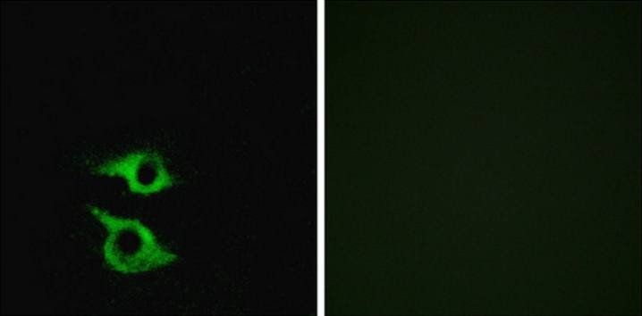 OR5AP2 Antibody
