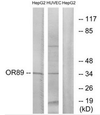 OR89 antibody