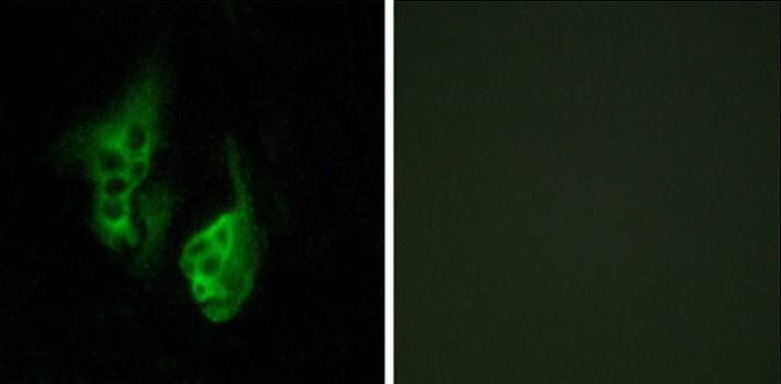 OPN5 antibody