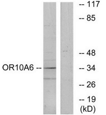 OR10A6 antibody