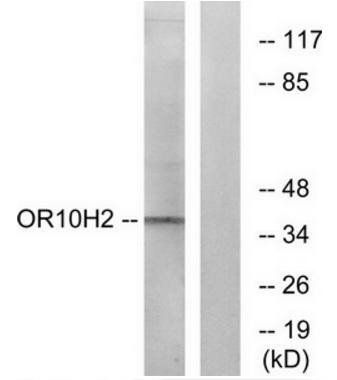 OR10H2 antibody