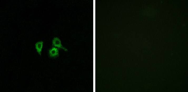 OR10H4 Antibody
