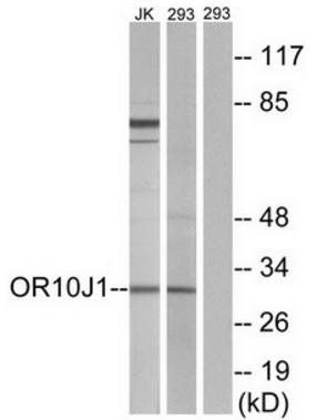 OR10J1 antibody